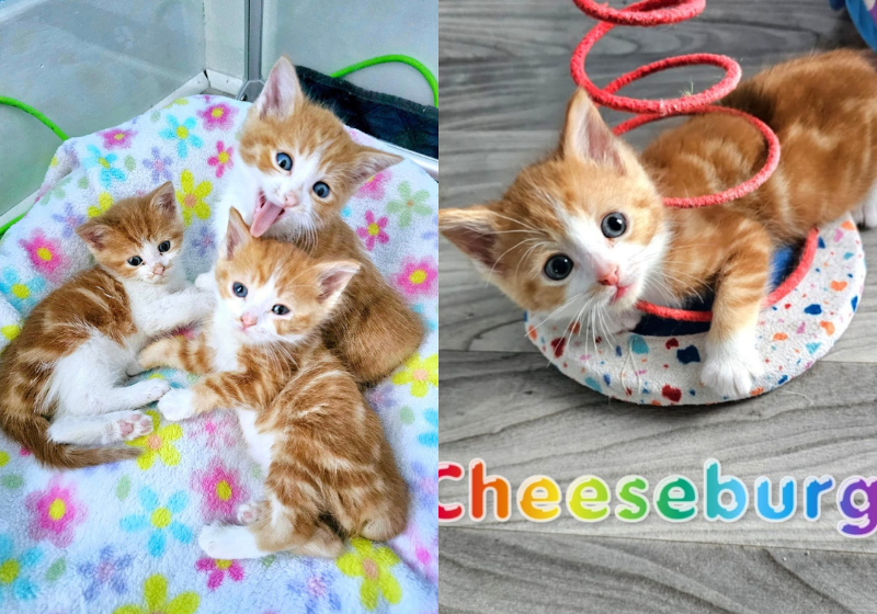 Os gatinhos já estão prontos para adoção. Um deles já foi até adotado! Foto: Reprodução/Noelle's Foster Kittens.