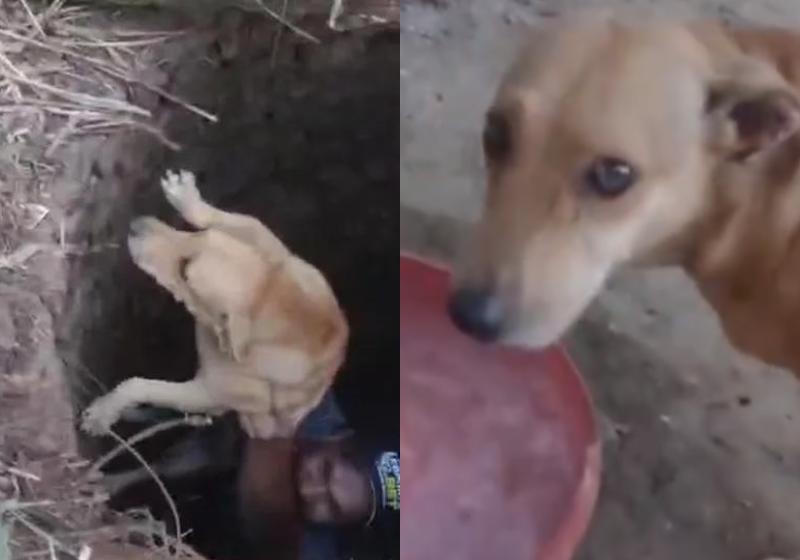 A cadela foi encontrada em uma cisterna graças a outro cachorro da família que avisou a tutora. - Foto: reprodução/Defesa Civil de Itamaraju