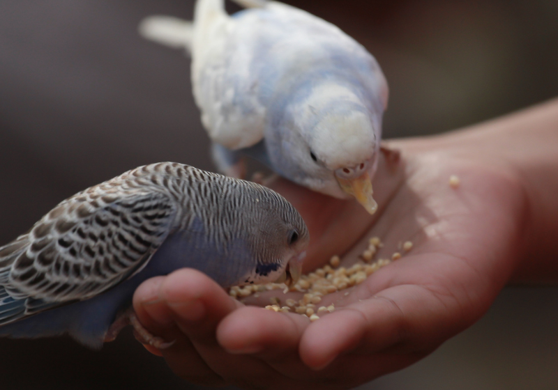 A pesquisa feita nos Estados Unidos revela que alimentar pássaros pode ser uma atividade prazerosa e benéfica para a saúde humana. Já tentou?- Foto: reprodução/CysarPhoto/Getty Images