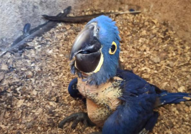 Olha a cara desse filhote de arara-azul-grande que nasceu no Zoológico de BH. Não tem carinha de super simpático? Foto: Reprodução/Suziane Brugnara.