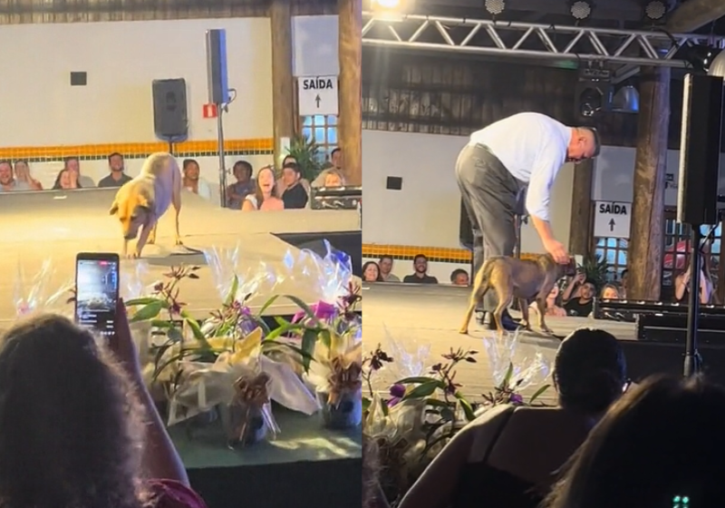 O cachorrinho chamado Caramelo invadiu a passarela do concurso, desfilou do seu jeito e roubou a cena. - Foto: reprodução/TikTok @bru_arru