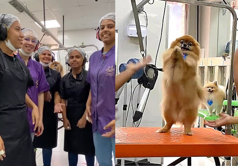O cãozinho dança com os funcionários do pet shop e arrasa no gingado. - Foto: reprodução redes sociais