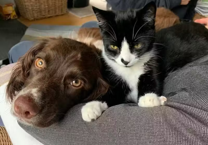 No outro caso, o cachorro foi correndo avisar a tutora que o gato da família estava perdido no poço - Foto: Reprodução/Hamish Rose.