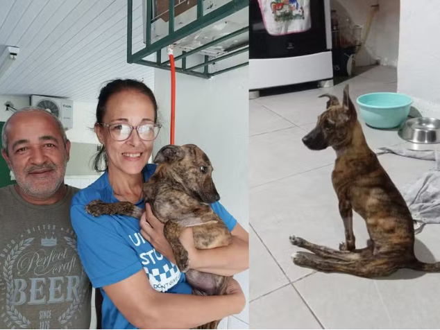 Além de um lar cheio de amor, Caracol, uma cachorrinha paraplégica, ganhou uma cadeira de rodas depois de ser abandonada. - Foto: reprodução/arquivo pessoal