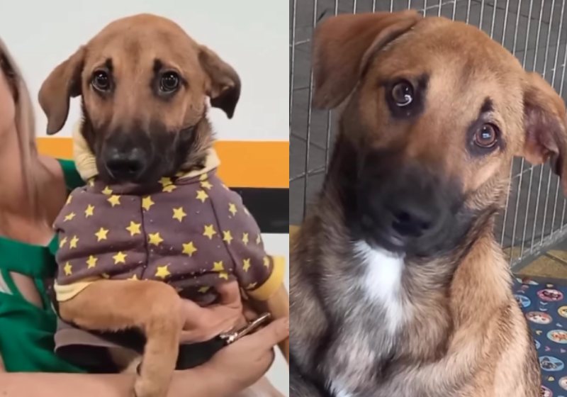 A carinha triste do Juan diz tudo. Depois que foi abandonado pelos antigos tutores ele voltou para a feirinha e teve uma nova chance após ser adotado por outra família. - Foto: reprodução / Instagram @deniseadote3
