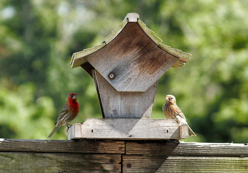 Participantes relatam sensação de bem-estar e felicidade ao se envolverem com aves. - Foto: reprodução/William Enzweiler/Getty Images