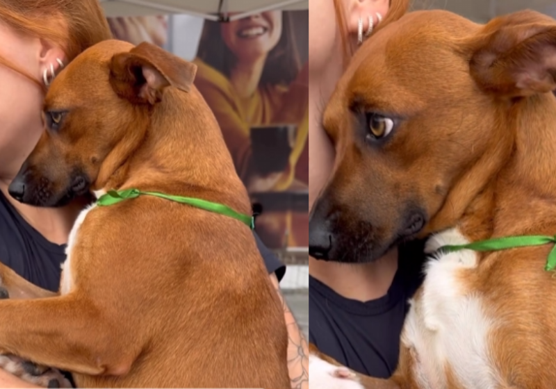 A cachorrinha foi ignorada em uma feira de adoção, mas ela está perto de conseguir uma nova família! Foto: Reprodução/Instagram/@sos4patas.pr.