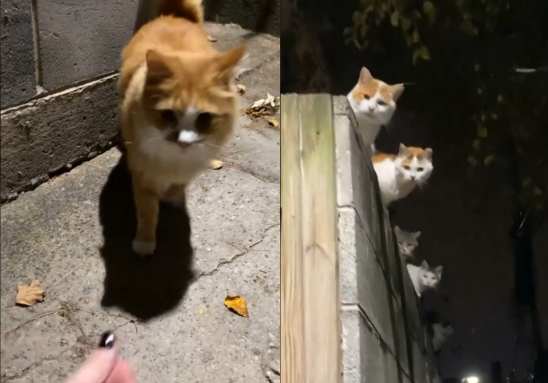 A jovem só queria fazer carinho no gatinho que estava sozinho na rua, mas acabou sendo cercada pelos 7 irmãos e o vídeo viralizou.- Foto: Reprodução/@bella.dip.02/Instagram.