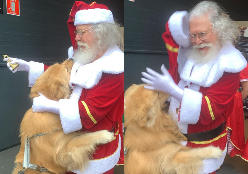 Que danado! Ao ver a bolinha do gorro do Papai Noel, o golden não resistiu e abocanhou o acessório do bom velhinho. - Foto: reprodução/Instagram @gutoogolden