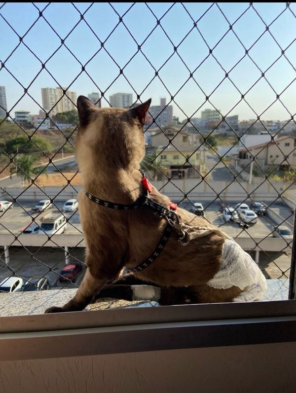 Horus é um dos gatinhos resgatado pelas irmãs. Que fofura! Foto: Reprodução/Acervo pessoal.