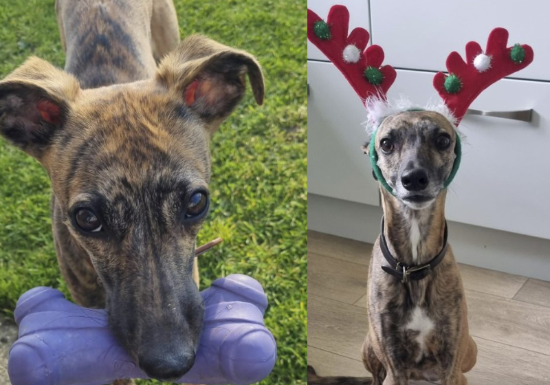 A veterinária adotou o animal que havia sido espancado e deu a ele o melho Natal de todos! Foto: RSPCA via SWNS.