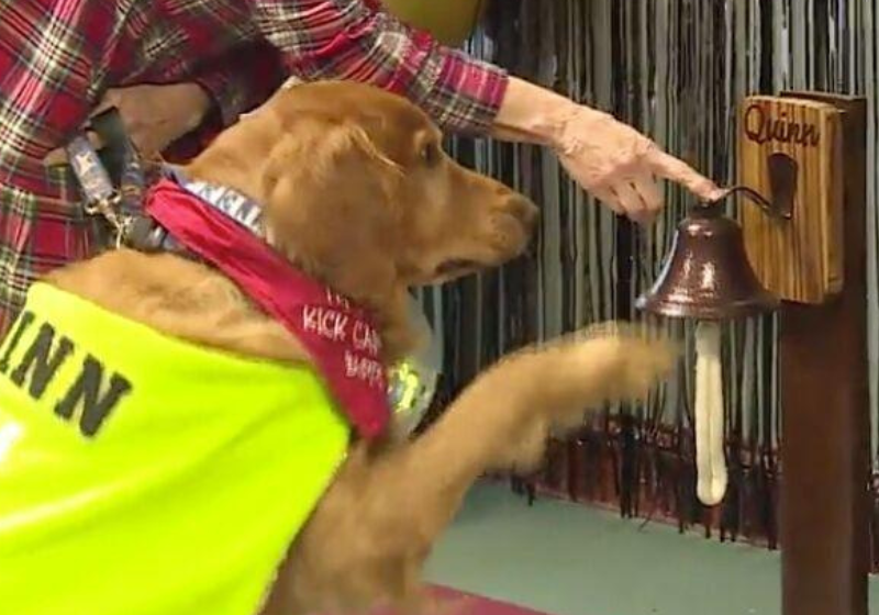 Quinn, o cão terapeuta, venceu o câncer e foi bater o sino para anunciar a todos da clínica a remissão. - Foto: Reprodução/@_jen_hamilton_/TikTok.