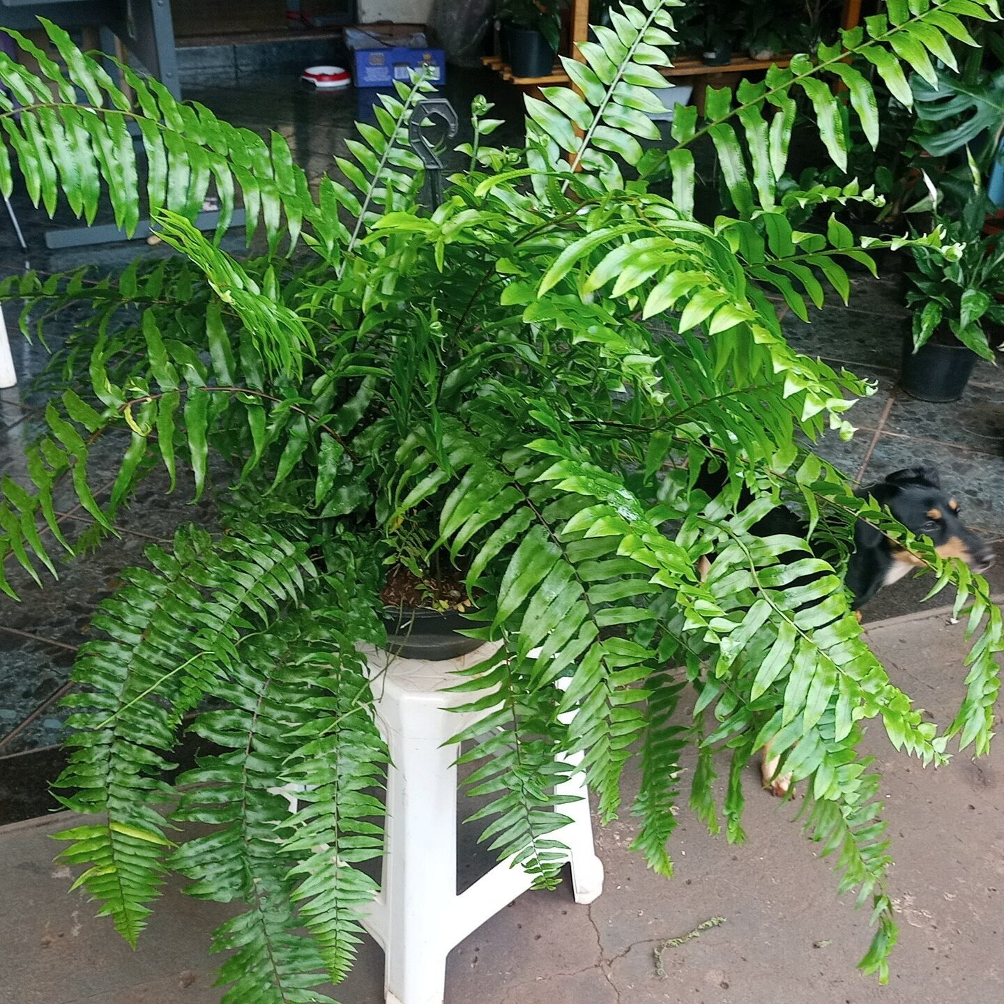 A samambaia é bem fácil de cuidar e já dá uma baita ajuda para deixar o ar melhor. Foto: Quintal Cacatu.