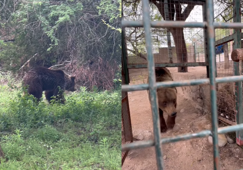 A ursa Sttifi já nasceu sendo explorada em um circo, mas depois de 20 anos presa, ela finalmente está vivendo feliz em um santuário ecológico, com direito a um namorado pretendente. - Foto: reprodução/Instagram @tekovemymba