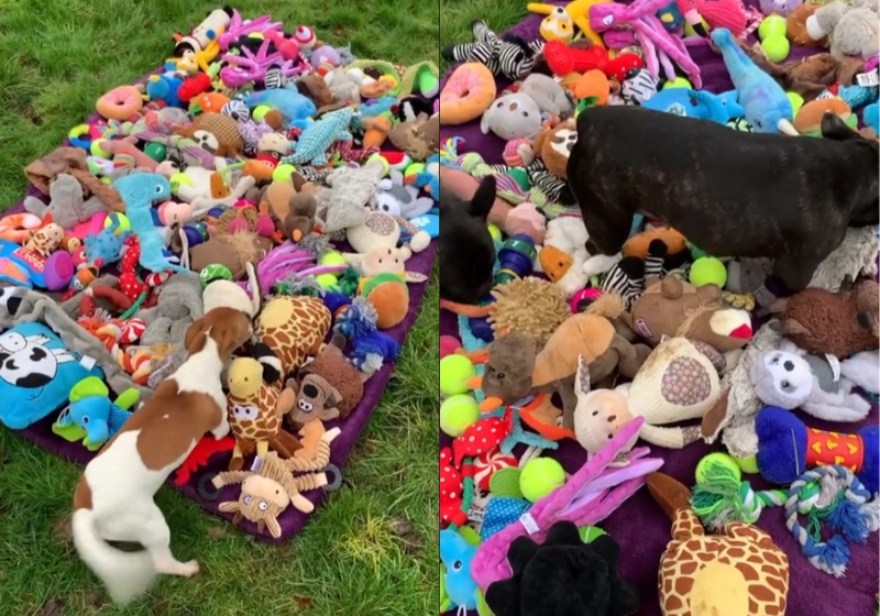 Os cachorrinhos de um abrigo puderam escolher os presentes de Natal que iriam ganhar. Veja essa fofura! Foto: @Fetcherdog/TikTok.