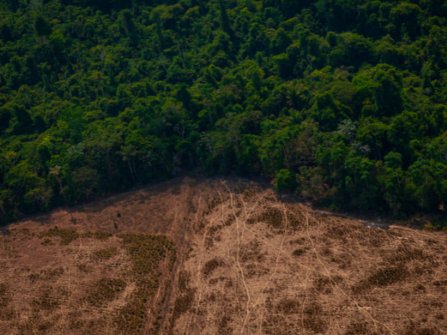 Foram 1.431 km² de floresta derrubados em 2022. Já em 2023 apenas 386 km². - Foto: Marcio Isensee/ Getty Images