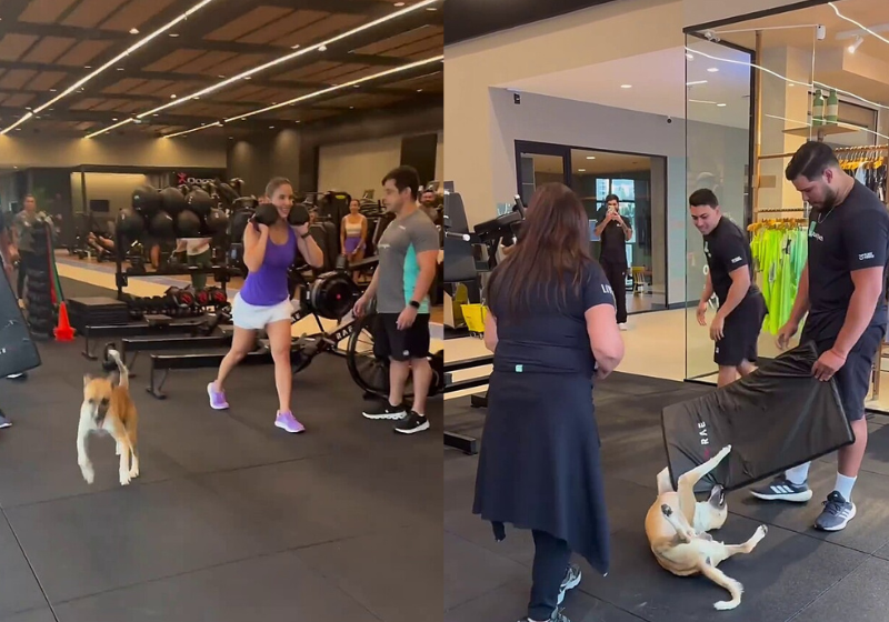 O caramelo tocou o terror em uma academia em Fortaleza. Ele queria ficar grandão, poxa! Foto: Instagram/andreasalesarq.