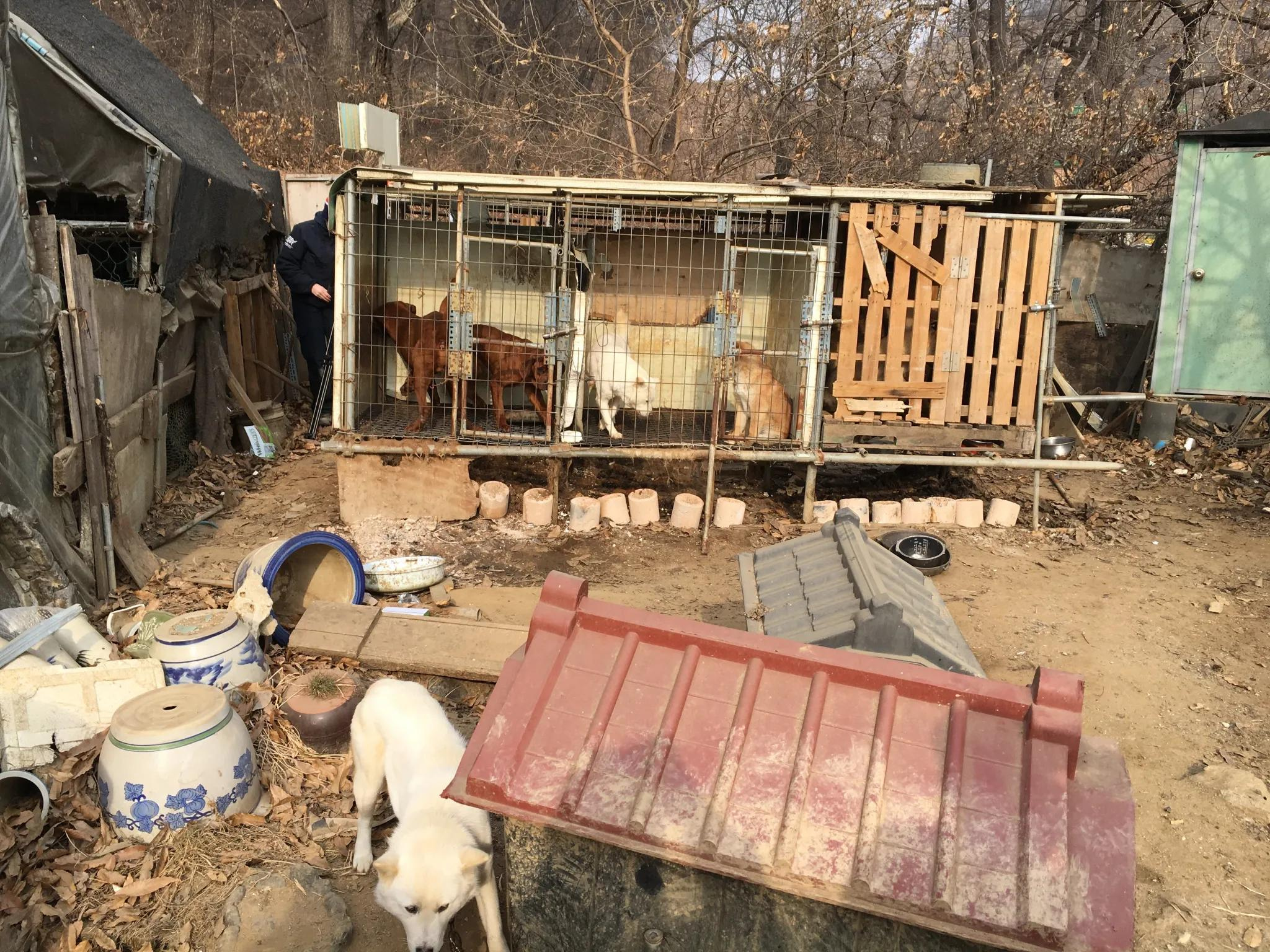 Mais de 100 doguinhos resgatados de uma fazenda de carne de cachorro em Siheung, na Coreia do Sul, em 2017 pela Humane Society International. - Foto: reprodução/Reid Fiest