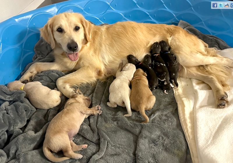 O cão da raça golden retriever adotou os filhotes abandonados pelos pais. Eles estão em ameaça de extinção. - Foto: Potawatomi Zoo.