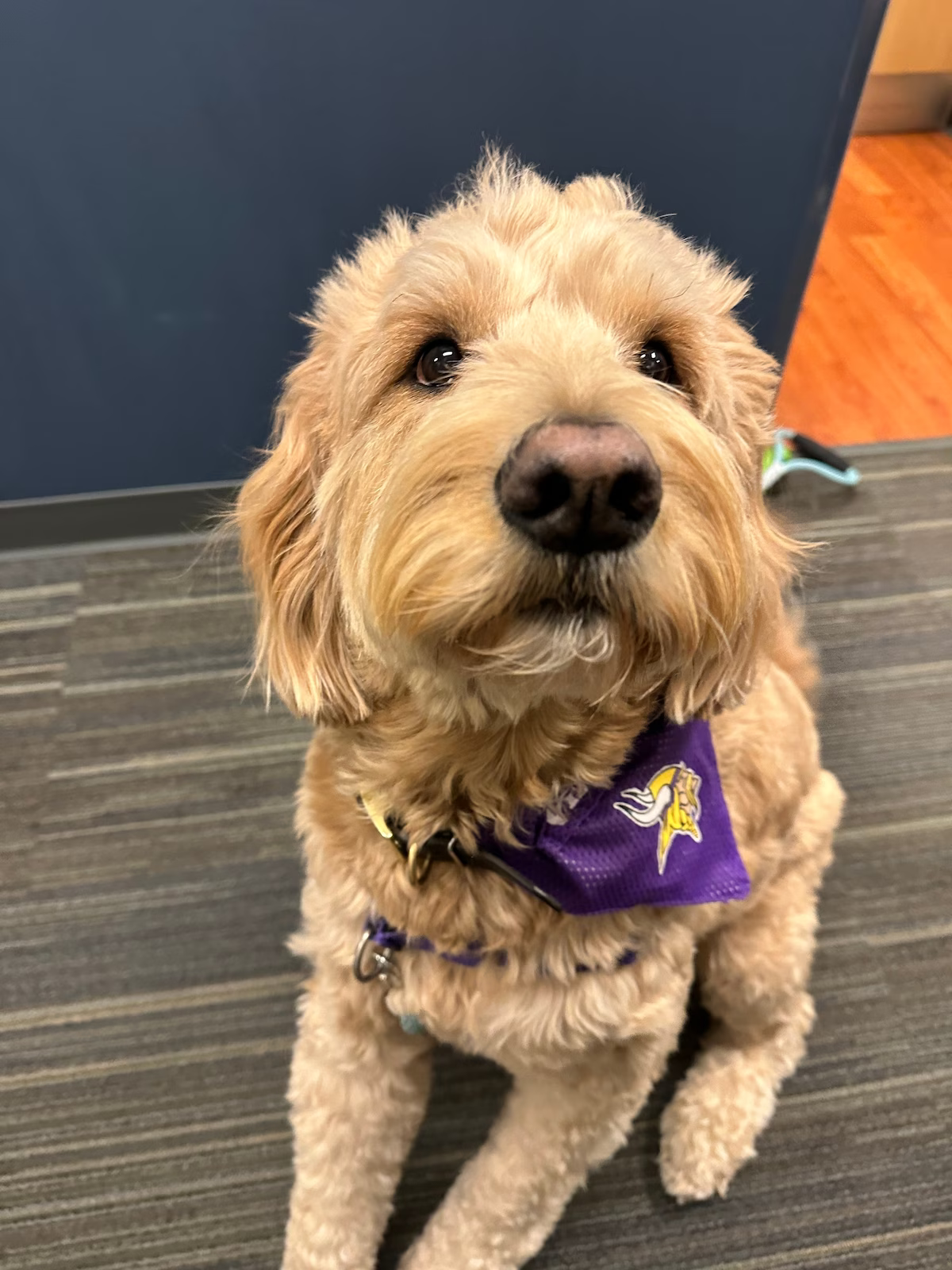 Ollie é um goldendoodle de quatro anos. - Foto: reprodução/ Arquivo pessoal 