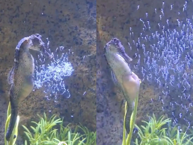 Nesta espécie, é o cavalo-marinho macho que faz a gestação e dá à luz aos filhotes, que podem nascer 300 a 500 de uma vez. - Foto: Tamiane Laffer