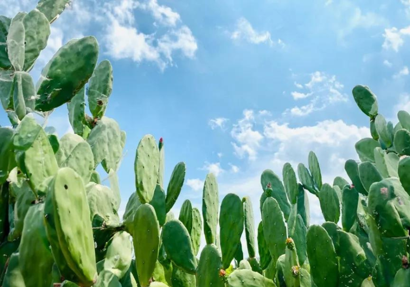 A palma forrageira é uma planta muito encontrada em regiões áridas e semiáridas do Brasil. Foto: Divulgação.