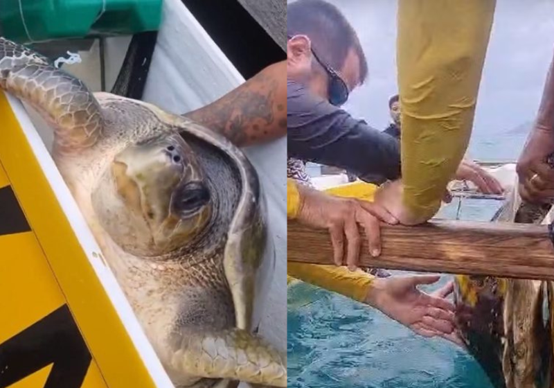 A tartaruga de uma espécia ameaçada de extinção foi salva por um grupo que praticava canoagem. Foto: @kanaloavaa/Instagram.