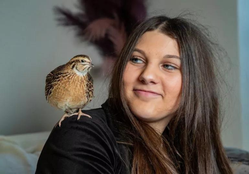 A jovem decidiu chocar o ovo de codorna depois de ver um homem na internet chocando um pato. Foto: Wales Online.