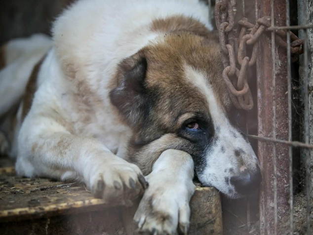 A lei que proíbe o consumo e abate de carne de cachorro na Coreia do Sul vai ser totalmente implementada até 2027. - Foto: reprodução/ Jean Chung
