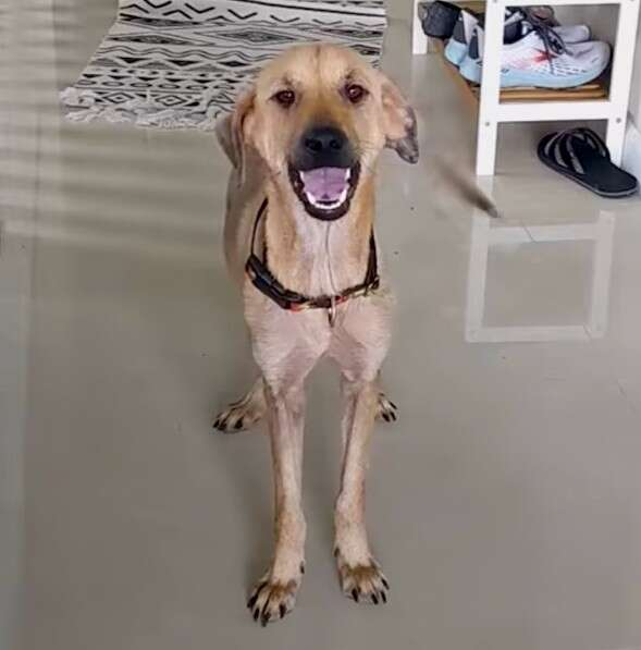 Winnie já está totalmente recuperada e ganhando o carinho de uma nova família. Que linda! Foto: Facebook/Mary.