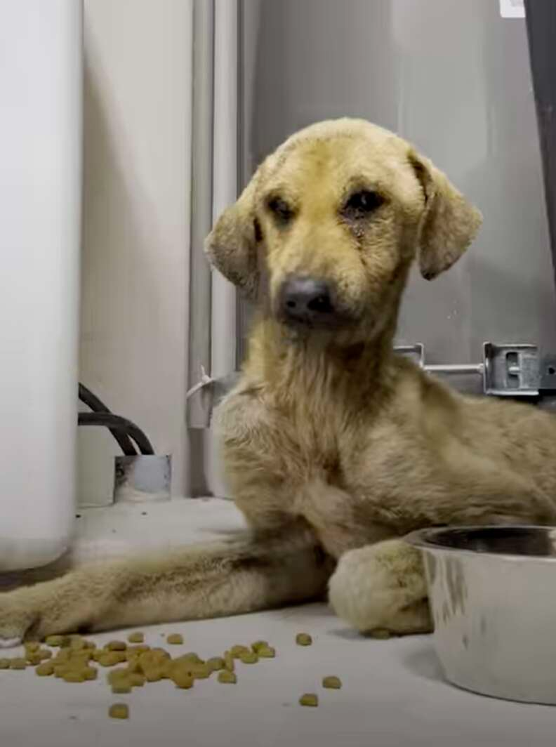 Aos poucos, Winnie foi se recuperando até encontrar uma nova família. Foto: Boonie Flight.