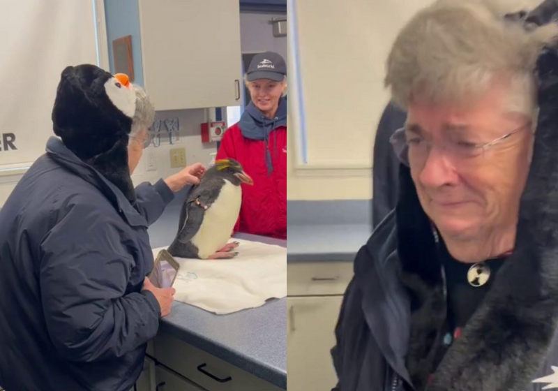 A idosa, que é muito fã de pinguins, se emocionou ao realizar o sonho de acariciar a ave pela primeira vez. - Foto: Pix via SWNS.