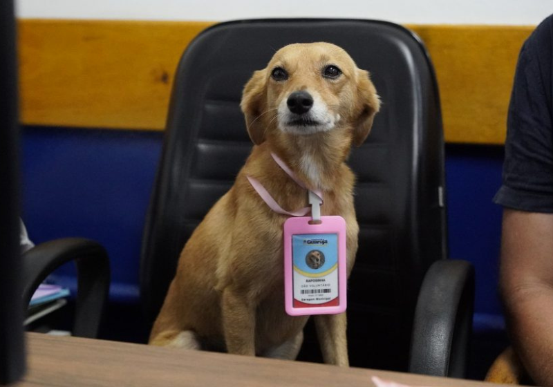 Raposinha é um dos 4 cachorros adotados por servidores da Prefeitura de Guarujá. Eles receberam até crachá! - Foto: Prefeitura de Guarujá.