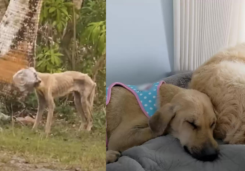 Voluntários salvam e transformam a vida de um cão que vivia nas ruas. Veja como ele está hoje. - Foto: Boonie Flight.