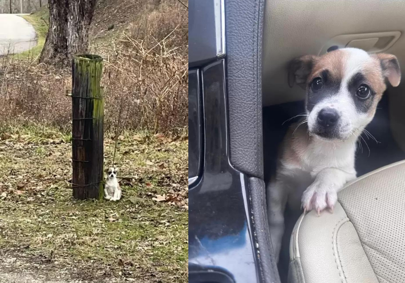 A motorista deu uma nova chance ao filhote de cão que estava preso em uma árvore. Agora a Joaninha, como foi chamada, está em um lar temporário recebendo amor cuidados. - Foto: Friends of Lewis County Animals.