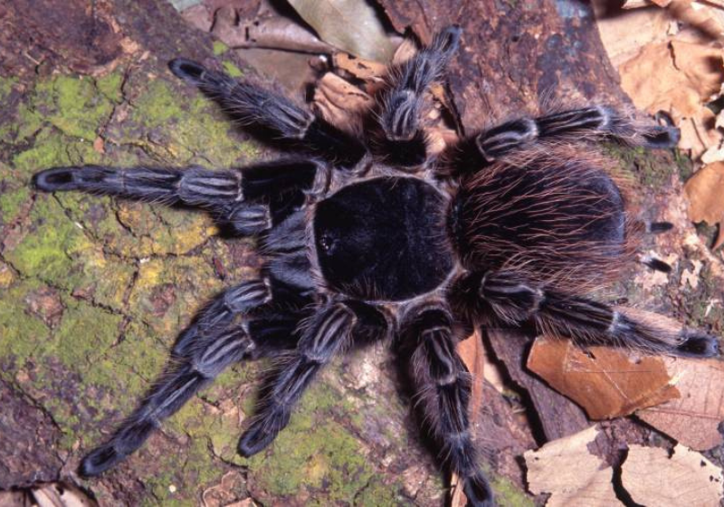 Pesquisadores descobriram no veneno da aranha brasileira uma substância que pode ajudar na luta contra o câncer, sem custar muito caro. - Foto: Butantan.