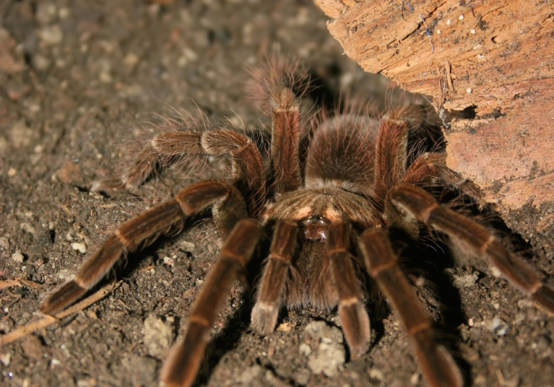 Além de totalmente brasileiro, o método é barato e mais simples do que outros medicamentos. Foto: José Felipe Batista