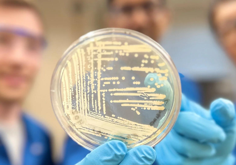 Com o novo composto para matar superbactérias, o futuro para cirurgias, tratamento contra o câncer e outros procedimentos fica mais promissor, afirmam os cientistas de Harvard. -Foto: Harvard/Grupo de Pesquisa Myers.