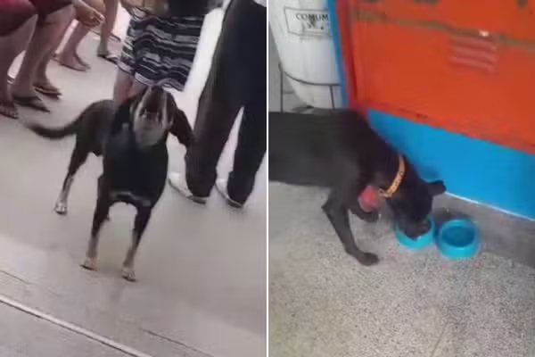 A cachorrinha Upa esperou por dono em frente a UPA de Itanhaém durante três semanas — Foto: Selma Aparecida de Souza