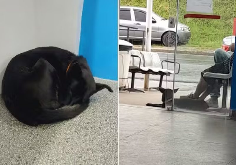 O casal de idosos viu a cadela órfã Upa, que ficou 3 semanas na porta do hospital esperando pelo tutor que morreu, e decidiu adotá-la. Eles também haviam perdido um cãozinho com 20 anos de idade. - Fotos: Arquivo Pessoal / Selma Aparecida de Souza / Marlene de Carvalho