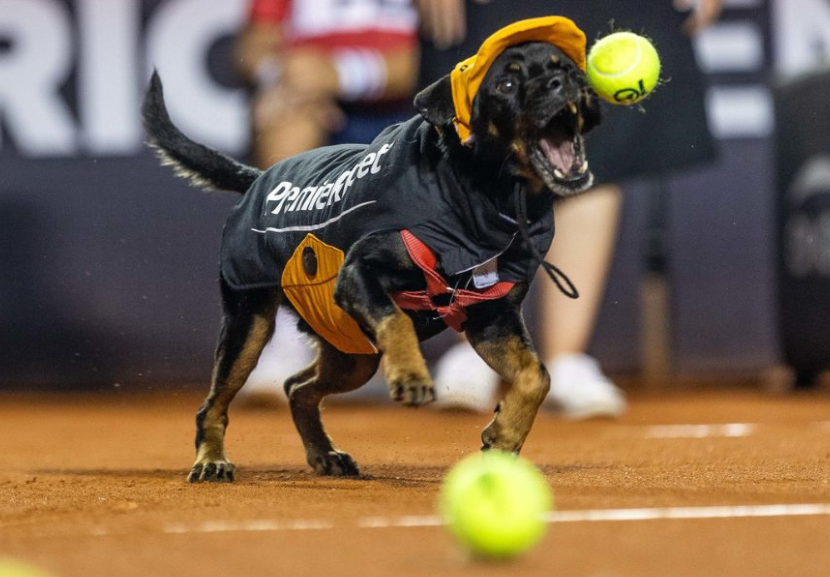 Cães já adultos viram gandulas no Rio Open para promover a adoção de doguinhos. E divertiram todos nas quadras. - Foto: reprodução/Instagram @rioopenoficial