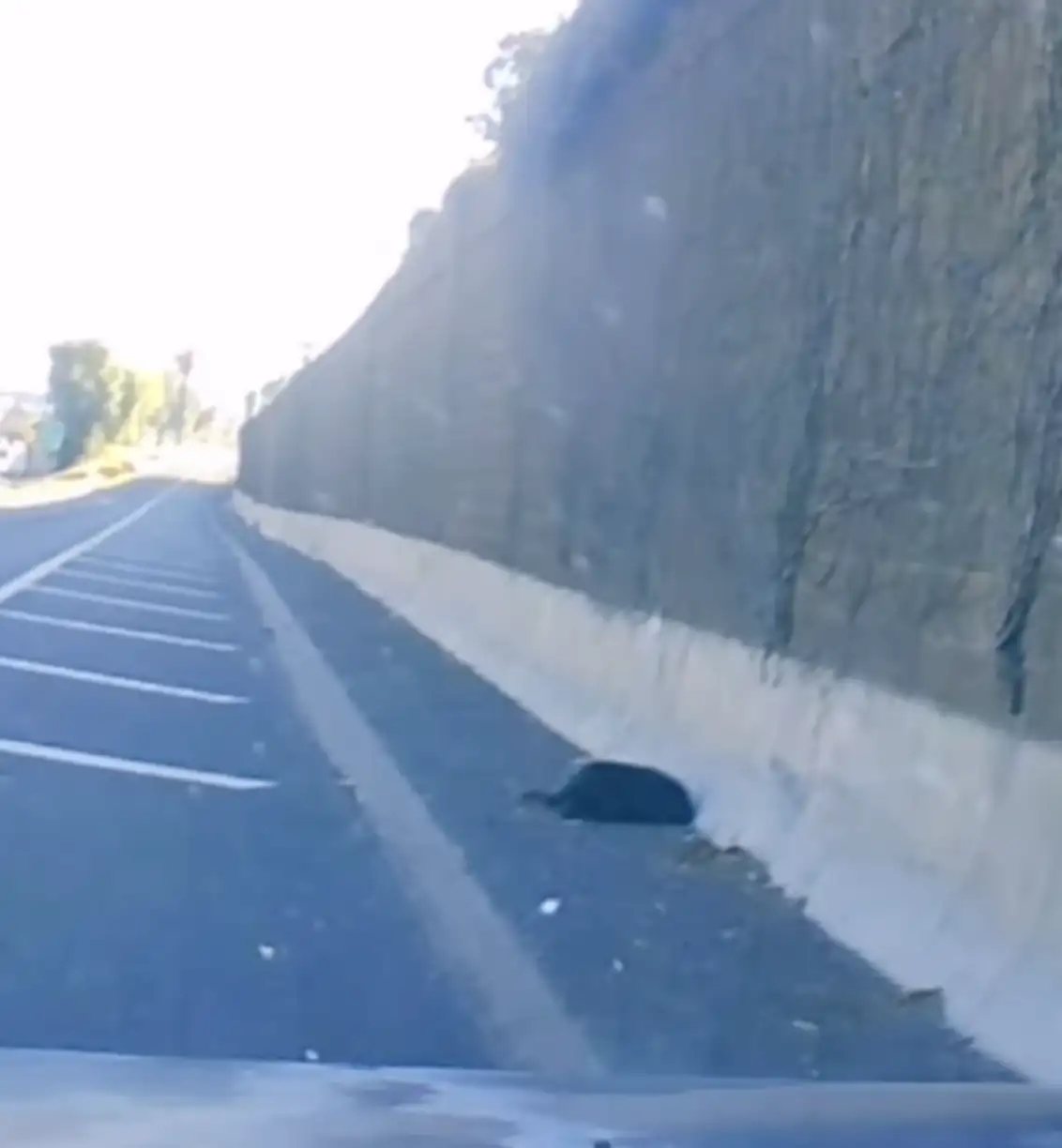 No dia de Natal David encontrou o filhote Shiloh na estrada, atropelado e com paralisia. -Foto: Sierra Pacific Furbabies