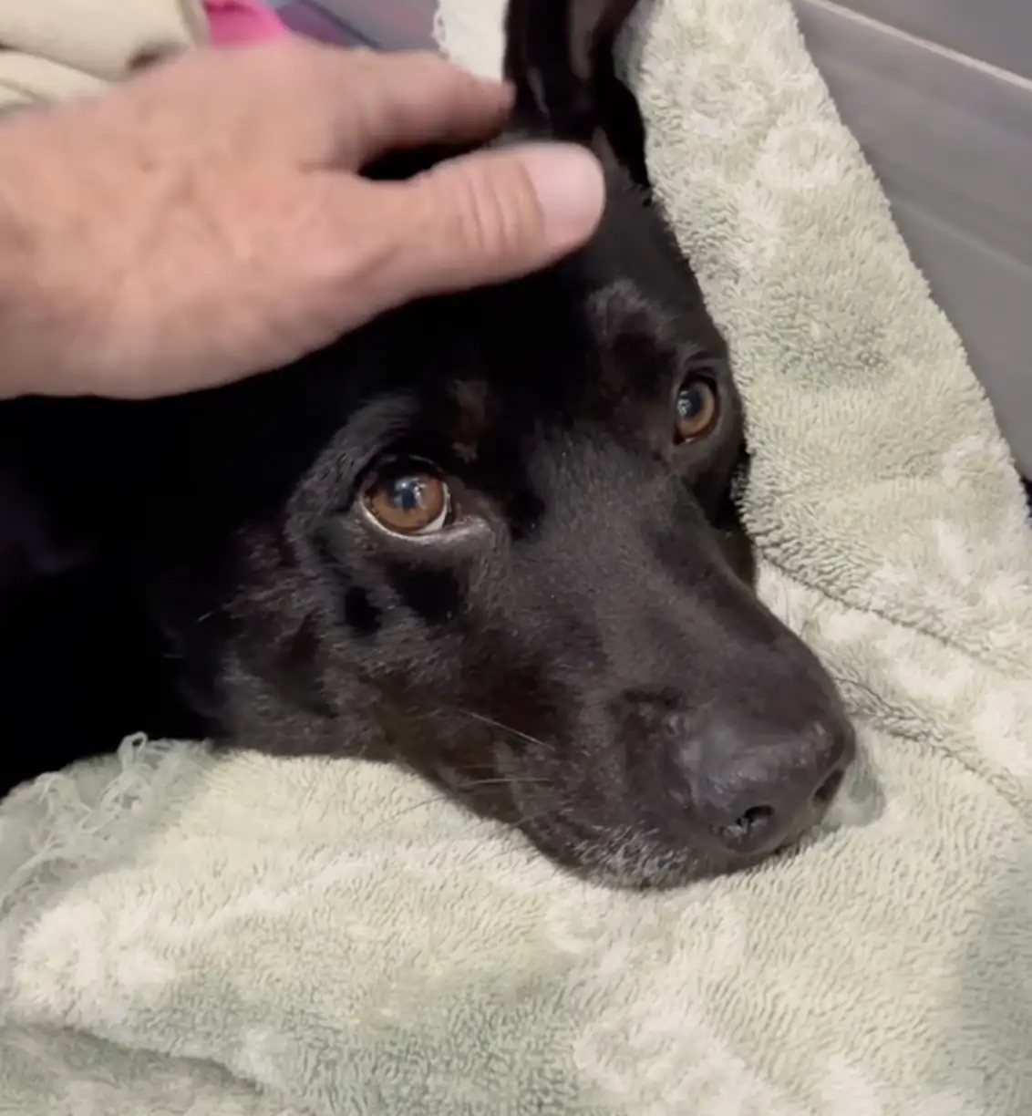 Dois meses depois voltou a andar. Olha como ele está lindo! -Foto: Sierra Pacific Furbabies