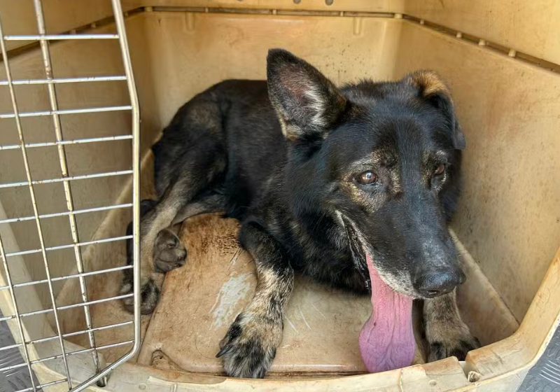 O cão farejador se aposentou, mas vai atuar em outra frente: ajudando menores com dependência química. Foto: Gilvana Giombelli (G1 Paraná).