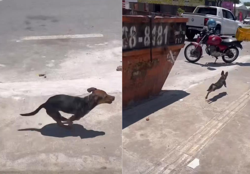 Com uma agilidade incrível, esse cãozinho tira racha com carros e motos potentes, vence e diverte fãs nas redes sociais. - Foto: reprodução/ Instagram @chama_tozin