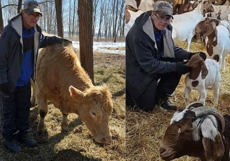 Na fazenda, o homem mostrou toda sua habilidade com os animais. Ele já tinha trabalhado em fazendas! Foto: Daniella MacDuff.
