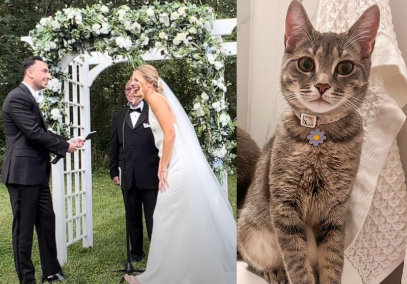 Olha a carinha da gatinha que invadiu o casamento e foi adotada. Os noivos ficaram tão encantados que a levaram para casa dias depois. - Foto: Matt e Cara Hamdan.