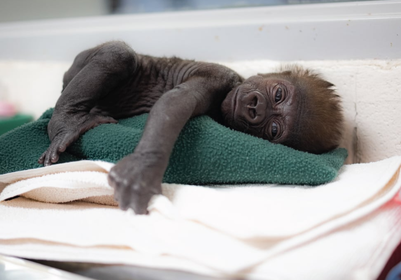 O bebê gorila nasceu prematuro depois de um parto de emergência. Foto: Forth Worth Zoo.