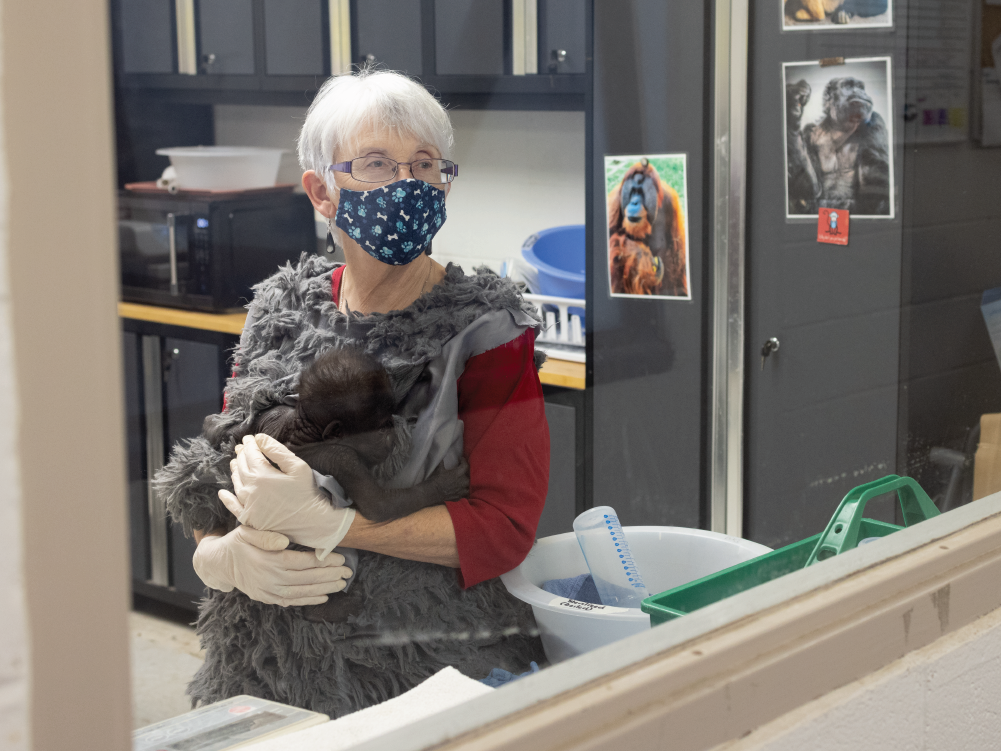 Jameela passa bem e vai até conseguir uma nova mãe! Foto: Forth Worth Zoo.