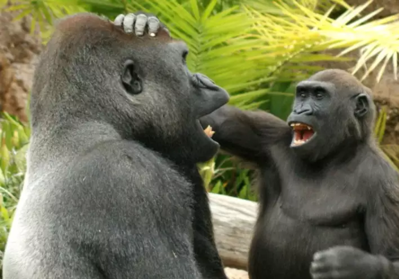 Os macacos tem um alto senso de humor e adoram fazer brincadeiras provocativas. Um vídeo feito por pesquisadores mostra como eles têm semelhanças com humanos - Foto: Max Block.